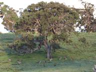 Kangaroos feeding
