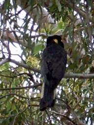 Black cockatoo