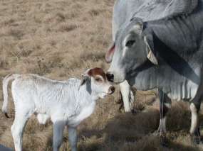 Cattle at Mistral Hill