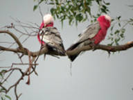 Galah wildlife at Mistral Hill