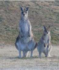 Kangaroos at Mistral Hill