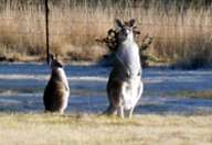 Kangaroos at Mistral Hill